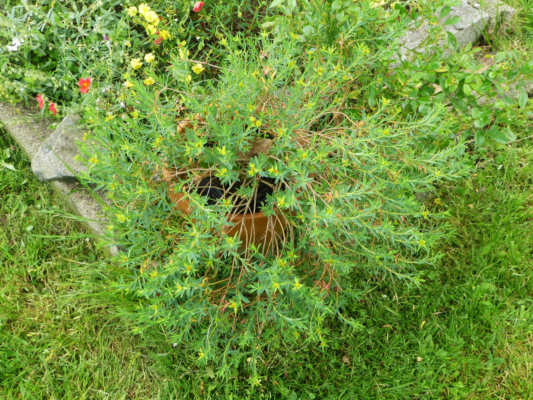 Euphorbia seguieriana